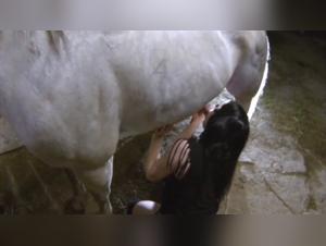 A horny dogowner teases a handsome stallion into coming: the story of lust and domination