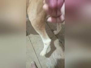 Dog sex videos: a bestial and sensual encounter
