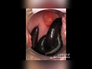 Extreme zoophilia video