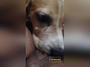 lèvres animales, suce et désir animal