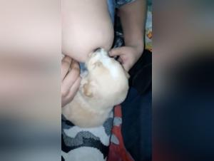 Dog sex video: Woman breastfeeding a puppy