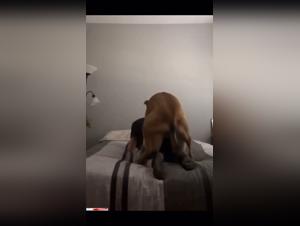 Doggy Extreme Style, Amateur, der dem besten Antrieb ausgesetzt ist