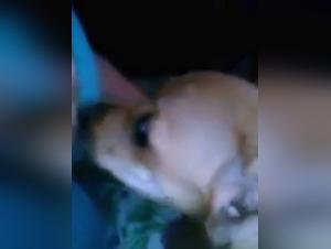 Bestiality sex scene with dog