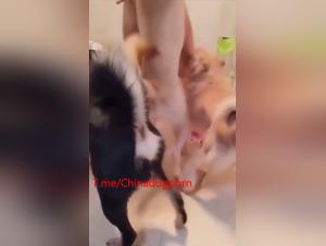Impulsi puri: cazzo giapponese, coreano, animale