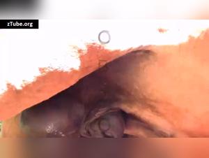 Bestiality and Extreme: An Unforgettable Encounter