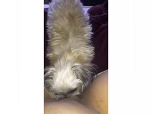 Girls Sucking Dog Cock: Intense Sensations