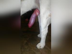A pornstar's Incredible Sex with Her Massive Dog