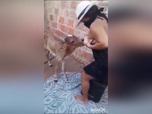 Cane padrone, donna sottomessa: Un gioco malsano di potere e sesso