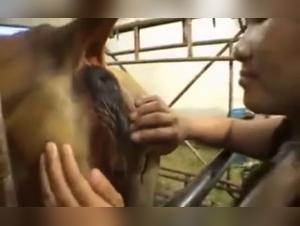 The bestial ecstasies of the farm