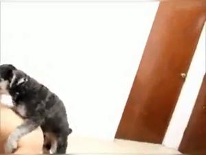 Esplorazioni brutali: donne e cani in una danza oscura