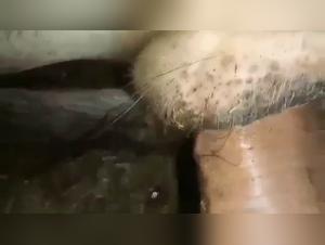 dog sex orgasm female