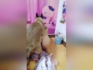 Extreme dog sex video