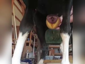 Bestiality sex with a horse