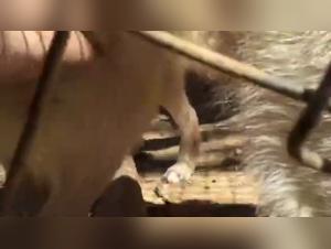 dog fucks teen, orgasmes animaliers