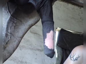 Wild Perversions: Explore Dark Desire with Milly and her Equine