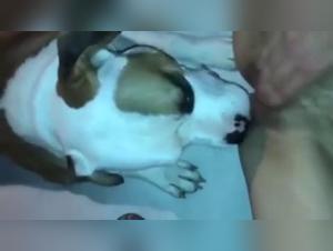 Watch this woman in action with her dog in a shocking zoophilia video