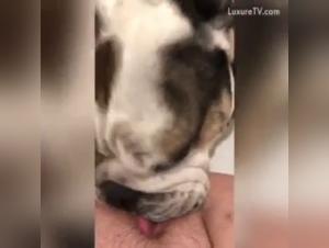 Zoophilia Video: An Extreme Sexual Experience