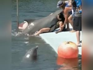 Bestiality at its peak: a woman and a dolphin in an extreme sex video