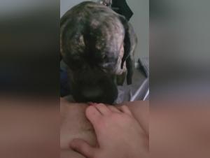 Il corpo della mamma viene sfruttato: passione brutale con un mastino gigante