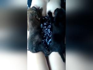 Discover extreme bestiality with this dog sex video