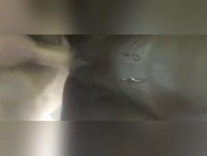 Vidéo de sexe bestialité avec un chien