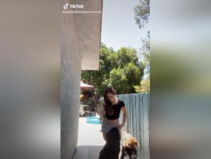 Intensive und extreme Momente mit aufgeregten Hunden