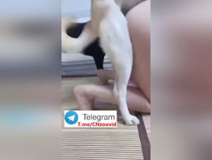Teil 1: Temptation Prime, wo Animal Love ubernimmt