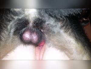 Watch this Mistress and her Dog in Extreme Acts