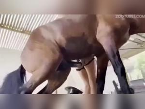 Barbarische Tierherrschaft