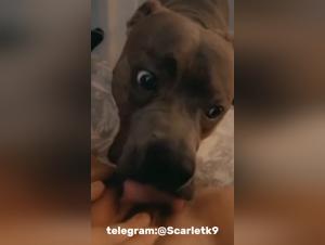 Wilder Teenager, gnadenloser Hund
