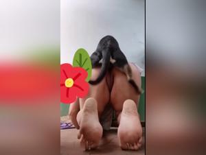 dogtube zoophilia