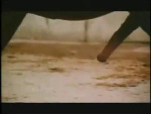 Horse Sex Videos: An Exciting Experience