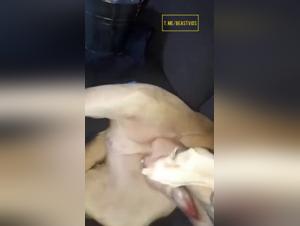 Leccatura intensa, sottomissione canina, orgia bestiale selvaggia