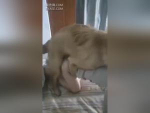 Troie si comportano indecentemente con i loro cani