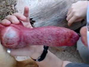 Dog Sex Videos for Bestiality Lovers