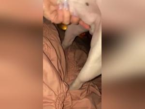 Divertimento canino nella preparazione