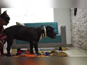 The art of canine ecstasy with Siana_bj