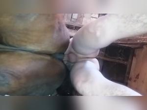 Tickzoo: Unveiling the Hidden World of Animal Sex