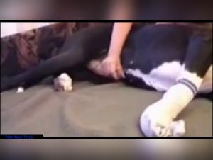 dog sex orgasm female