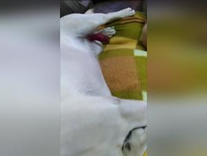 Dog Breed Stereotypes Debunked