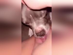 Vidéo de Sexe avec Chien : Une Expérience Extrême