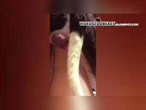 Zoophilia video: a unique and forbidden experience