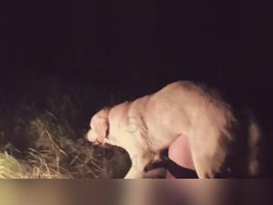 Puttana sporca, Yasmin: un amore proibito con il suo compagno canino