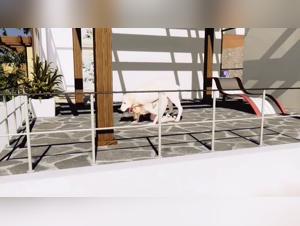 My Wife's Secret Desire for an Animal