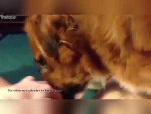 Sex videos with dogs: discover exciting bestiality scenes