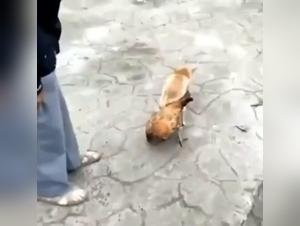 Watch Picole in a dog sex video