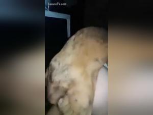 Video of amateur zoophilia with a dog