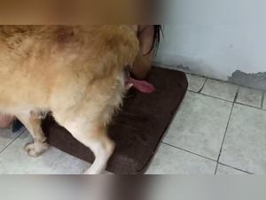 Whores and Dogs having a great time together