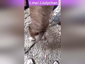 unterwurfiger Amateur, rohe Leidenschaft und tierischer Knoten