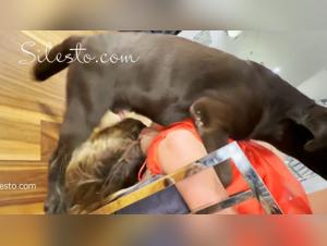 Discover Veronica Silesto's Passion in this Dog Sex Compilation